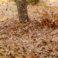 How to Effectively Remove Fallen Leaves in Orlando FL