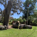 Fallen Trees and Branches: A Complete Guide to Removing Yard Waste and Debris in Orlando FL