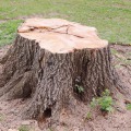 All You Need to Know About Tree Stumps and Roots