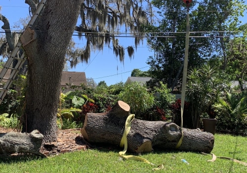 Fallen Trees and Branches: A Complete Guide to Removing Yard Waste and Debris in Orlando FL