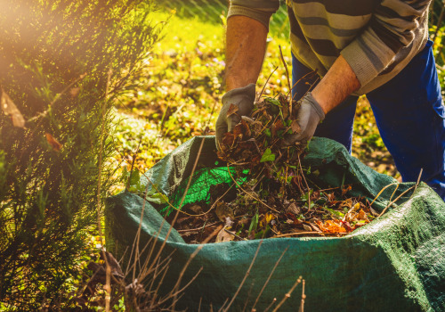 Weeds and Plants: A Guide to Yard Waste and Debris Removal