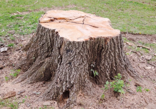 All You Need to Know About Tree Stumps and Roots